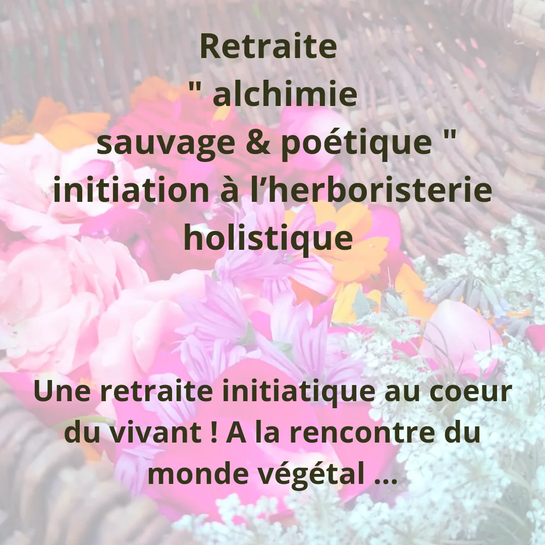 Retraite " alchimie sauvage & poétique" herboristerie holistique